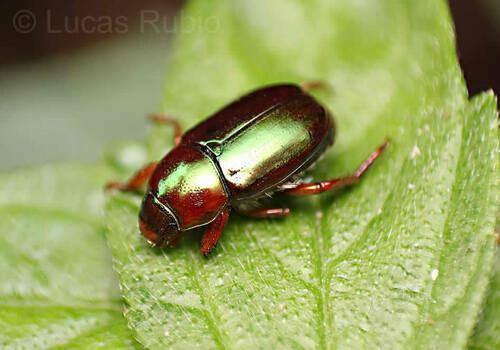 Pelidnota glaberrima