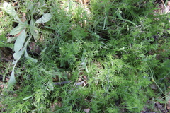 Galium andrewsii