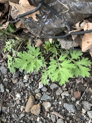 Artemisia vulgaris