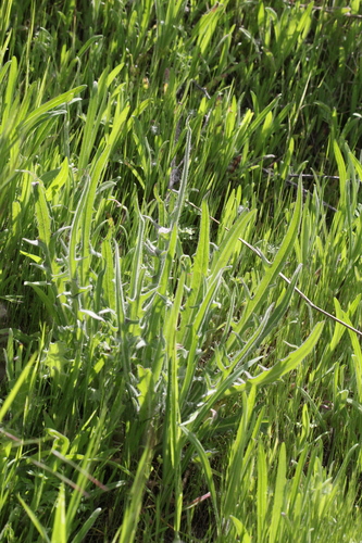 iNaturalist observation photo of Yellow Star-Thistle