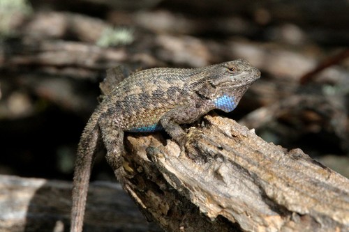 iNaturalist observation photo of Western Fence Lizard