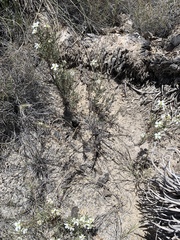 Nerisyrenia linearifolia