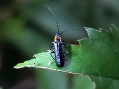 Rhagonycha angulata