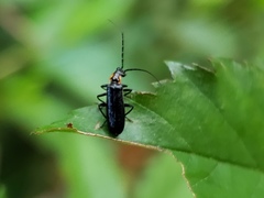 Rhagonycha angulata