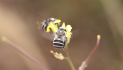 Alloscirtetica tristrigata