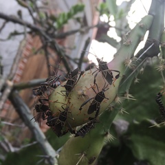 Leptoglossus lineosus