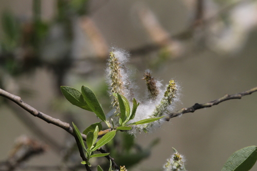 iNaturalist observation photo of Willows