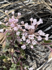 Abronia angustifolia