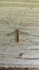 Microtipula