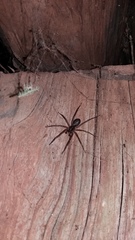 Xeropigo tridentiger
