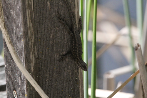 iNaturalist observation photo of Western Fence Lizard