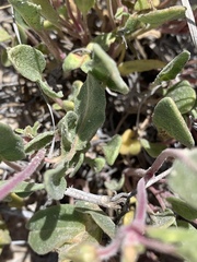 Abronia angustifolia