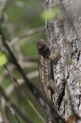 iNaturalist observation photo of Western Fence Lizard
