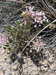 Abronia angustifolia