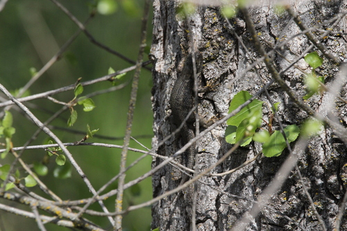 iNaturalist observation photo of Western Fence Lizard