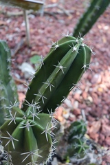 Stenocereus laevigatus