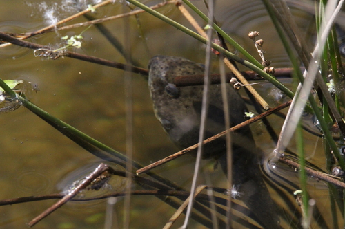 iNaturalist observation photo of American Bullfrog