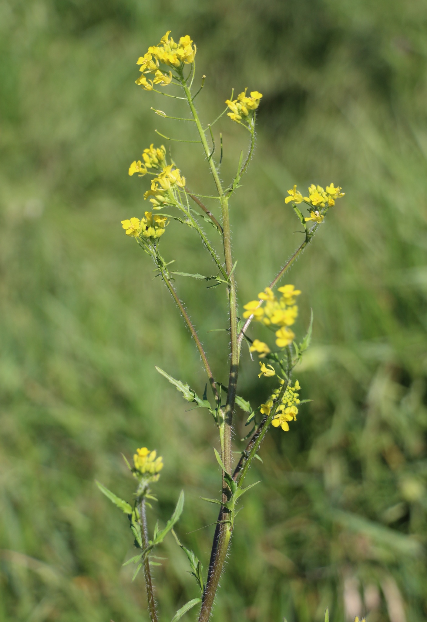 Sisymbrium loeselii
