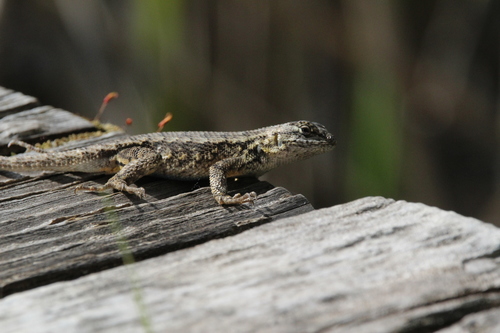 iNaturalist observation photo of Western Fence Lizard