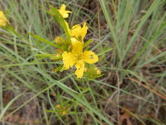 Oenothera berlandieri pinifolia