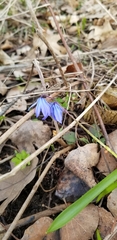 Scilla siberica