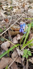 Scilla siberica