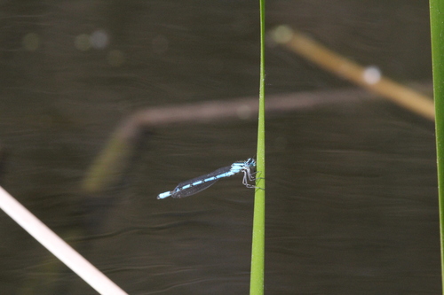 iNaturalist observation photo of Bluets
