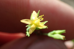 Hypericum gymnanthum