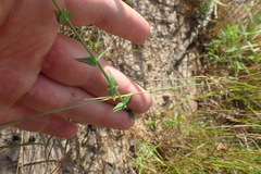 Hypericum gymnanthum