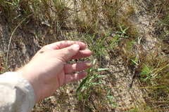 Hypericum gymnanthum
