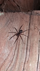 Xeropigo tridentiger