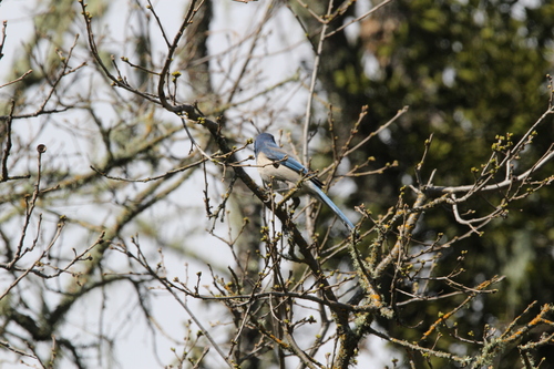 iNaturalist observation photo of California Scrub-Jay