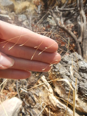 Eragrostis intermedia