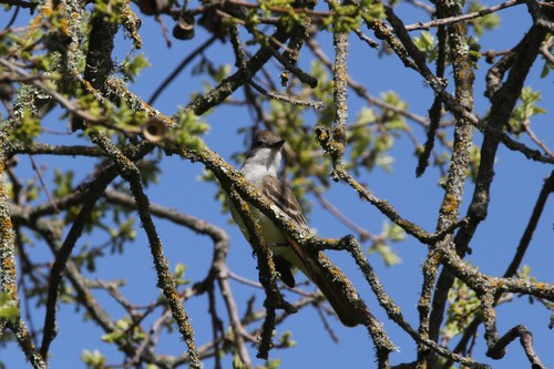 iNaturalist observation photo of Ash-throated Flycatcher