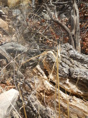 Eragrostis intermedia