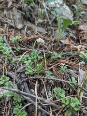 Antennaria virginica, photograph (c) Alaina Krakowiak, some rights reserved (CC BY)
