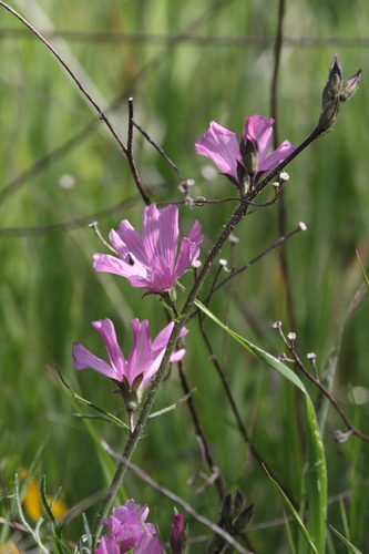iNaturalist observation photo of checkerbloom
