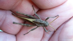 Xyleus discoideus discoideus