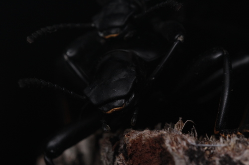 iNaturalist observation photo of Darkling Beetles