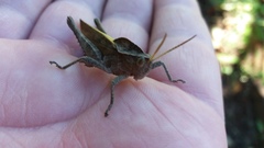 Xyleus discoideus discoideus
