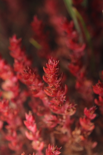 iNaturalist observation photo of Mossy Stonecrop