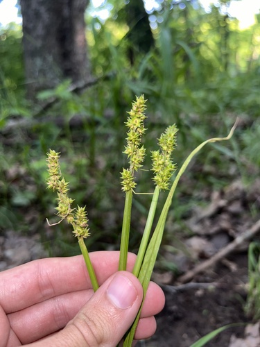 Soft fox sedge (Carex conjuncta)