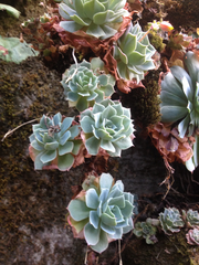 Echeveria secunda