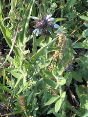Monarda clinopodioides