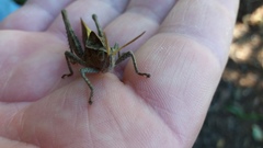 Xyleus discoideus discoideus