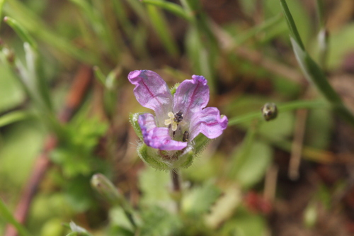 iNaturalist observation photo of Hairy-pitted Stork's-bill