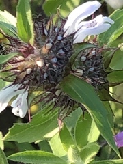 Monarda clinopodioides
