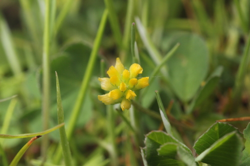 iNaturalist observation photo of Lesser hop trefoil