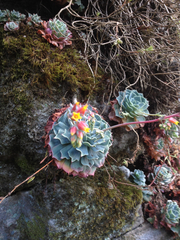 Echeveria secunda