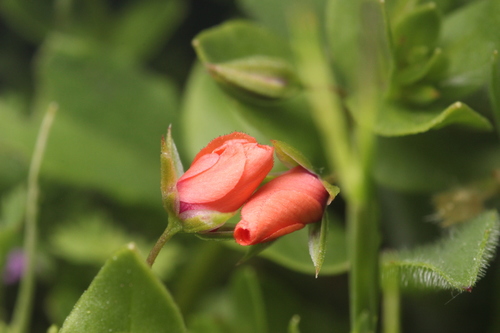 iNaturalist observation photo of scarlet pimpernel